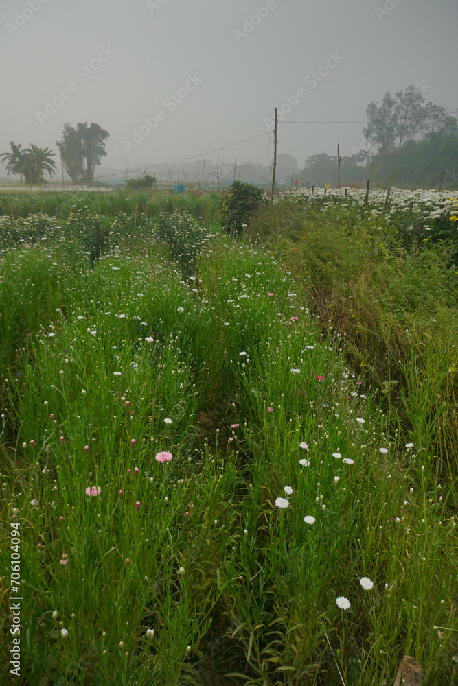 Multi-coloured aster flower garden of khirai, West bengal, India in full bloom. Huge cultivation of flowers to be exported in different foreign countries and generate huge earning for flower farmers. Multi-coloured aster flower garden of khirai, West bengal, India in full bloom. Huge cultivation of flowers to be exported in different foreign countries and generate huge earning for flower farmers.