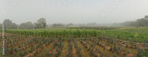 Rose, woody perennial flowering plant of the genus Rosa, family Rosaceae, being harvested at Khirai, West Bengal, India. Once grown up, roses are sold at domestic and export markets. panoramic field. photo