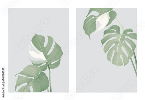 Foliage poster template design, Monstera leaves on grey photo