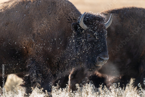 Buffalo with burs on its face