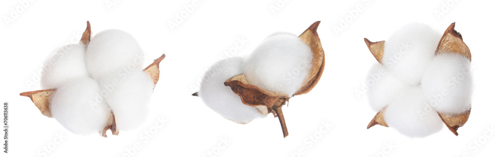 Fluffy cotton flowers isolated on white, set Fluffy cotton flowers isolated on white, set