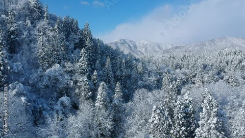 晴れた冬の山と森林　空撮　移動撮影　雪景色　秋田県　日本