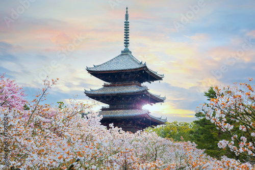 Ninna-ji Temple in Kyoto  Japan during beautiful full bloom cherry blossom season