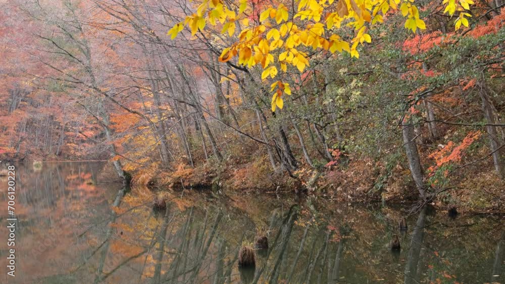 岸辺の紅葉 岸辺の紅葉