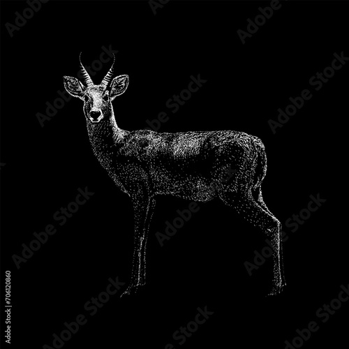 Oribi hand drawing vector isolated on black background.