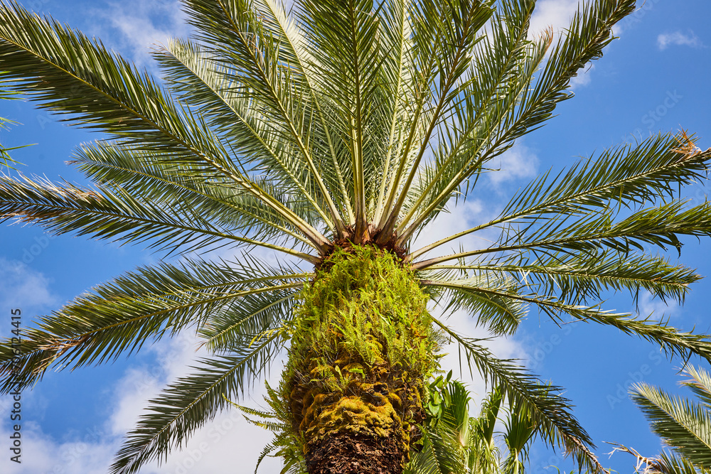 Fototapeta premium Tropical Palm Canopy and Blue Sky, Low Angle View