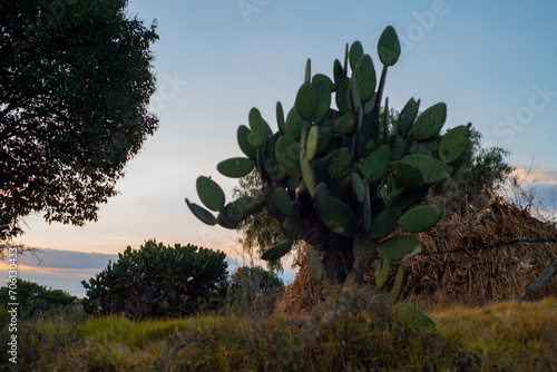 Naturaleza. Arboles de Nopales poco abundantes a la hora del atardecer.