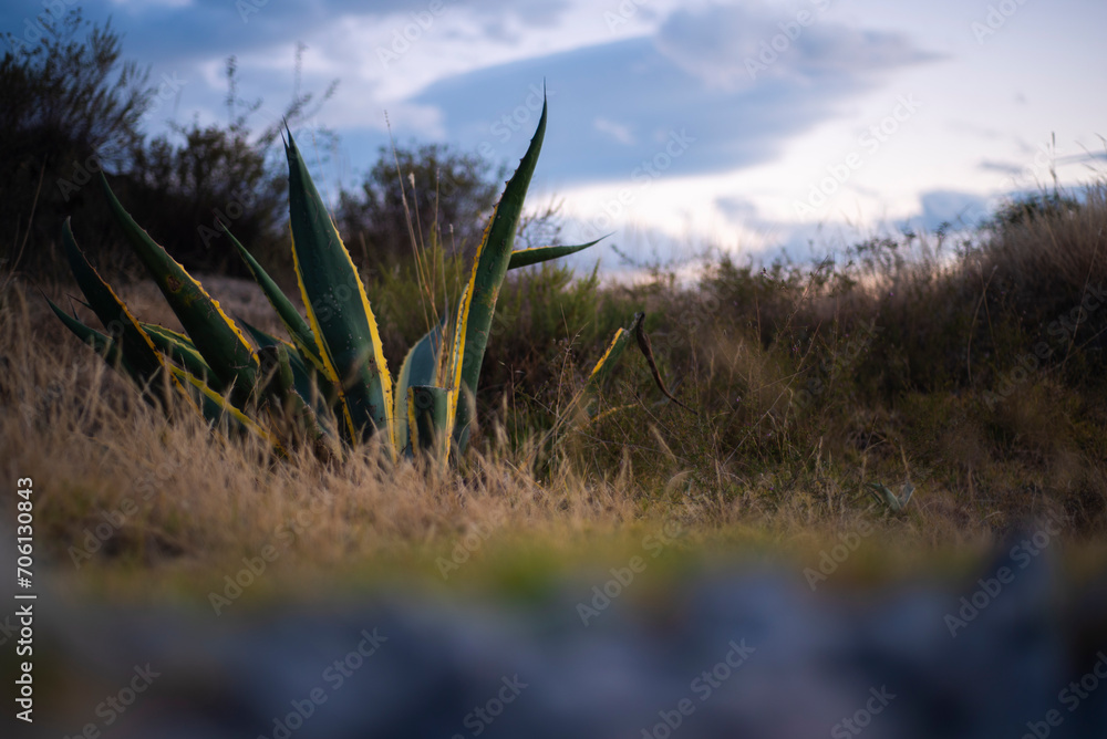 Naturaleza. Maguey quadricolor a lado de un camino de piedras grices a la hora del atardecer con cesped seco. Naturaleza. Maguey quadricolor a lado de un camino de piedras grices a la hora del atardecer con cesped seco.