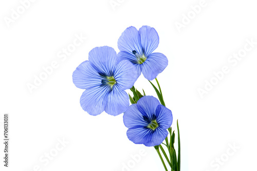Vibrant blue common flax flower in close up photo