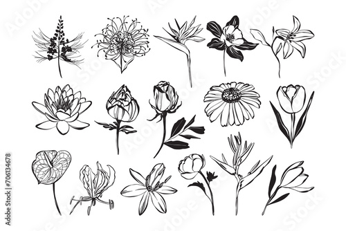 Flower Hand Drawn Doodle Illustration Collection