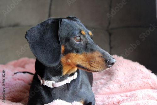 Close up portrait of a dachshund sausage dog on a pink blanket © Tammy