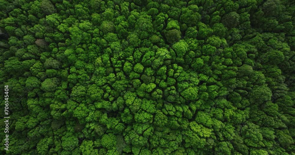 Tropical forest interior. Background of a rainforest. Drone view of Bali. Tropical forest interior. Background of a rainforest. Drone view of Bali.