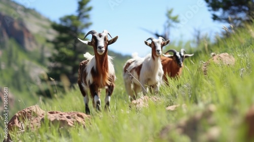 A herd of curious goats explore their mountainous habitat, hopping from boulder to boulder and nibbling on patches of grass in between.