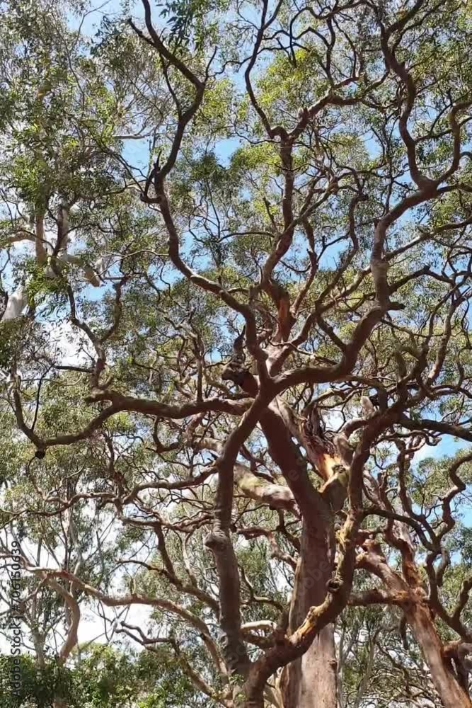 large eucalyptus tree outdoors at park in Sydney, Australia large eucalyptus tree outdoors at park in Sydney, Australia