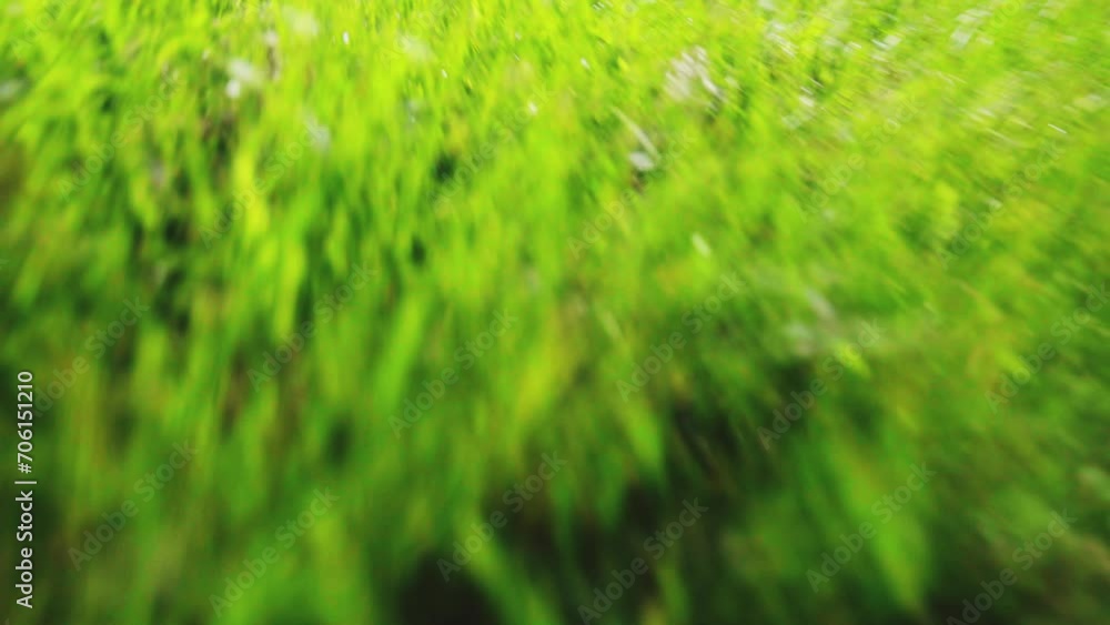 Fast low view of grass Fast low view of grass