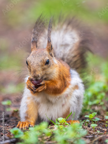 Squirrel eats a nut while sitting in green grass. Eurasian red squirrel  Sciurus vulgaris