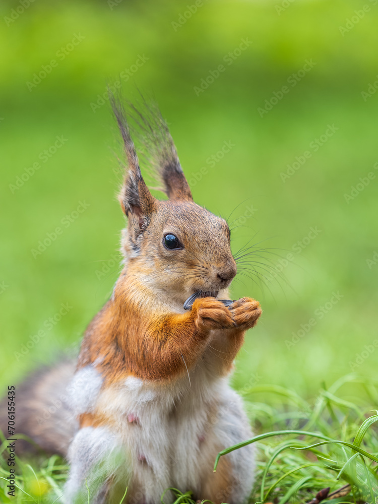 Squirrel eats a nut while sitting in green grass. Eurasian red squirrel, Sciurus vulgaris Squirrel eats a nut while sitting in green grass. Eurasian red squirrel, Sciurus vulgaris