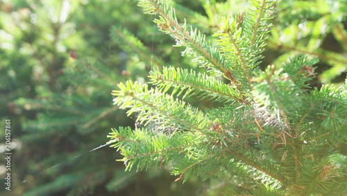 Spruce branch with spider webs