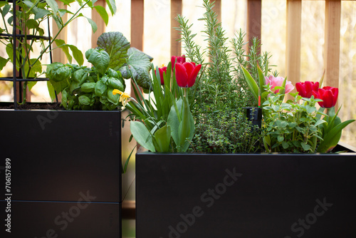Spring tulips and herbs grow in black metal planters on a sunny patio, creating a garden in a small space.