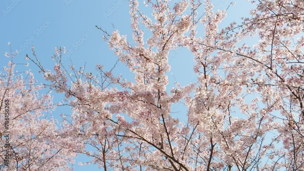 桜 ソメイヨシノ 春 歩行 ジンバル使用 桜 ソメイヨシノ 春 歩行 ジンバル使用