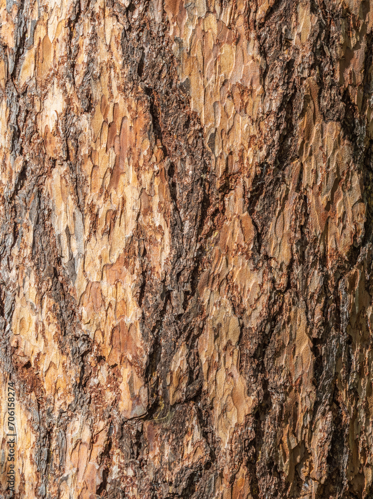 Texture of pine bark background Texture of pine bark background