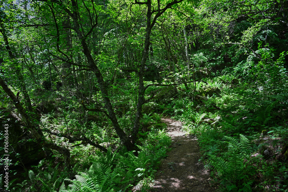 Forest path to the Rekom Sanctuary in Tsey gorge