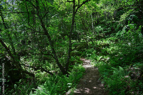 Forest path to the Rekom Sanctuary in Tsey gorge photo