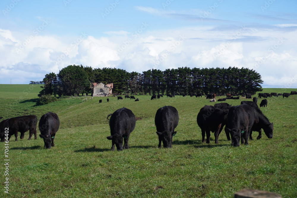 herd of cows herd of cows