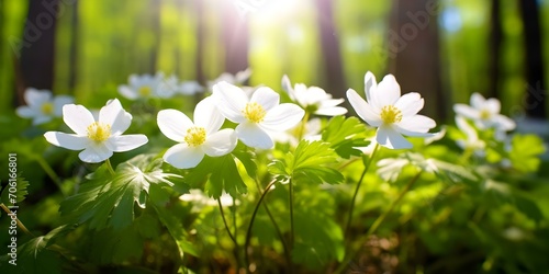 Blooming White Flowers Bathed in Forest Sunlight