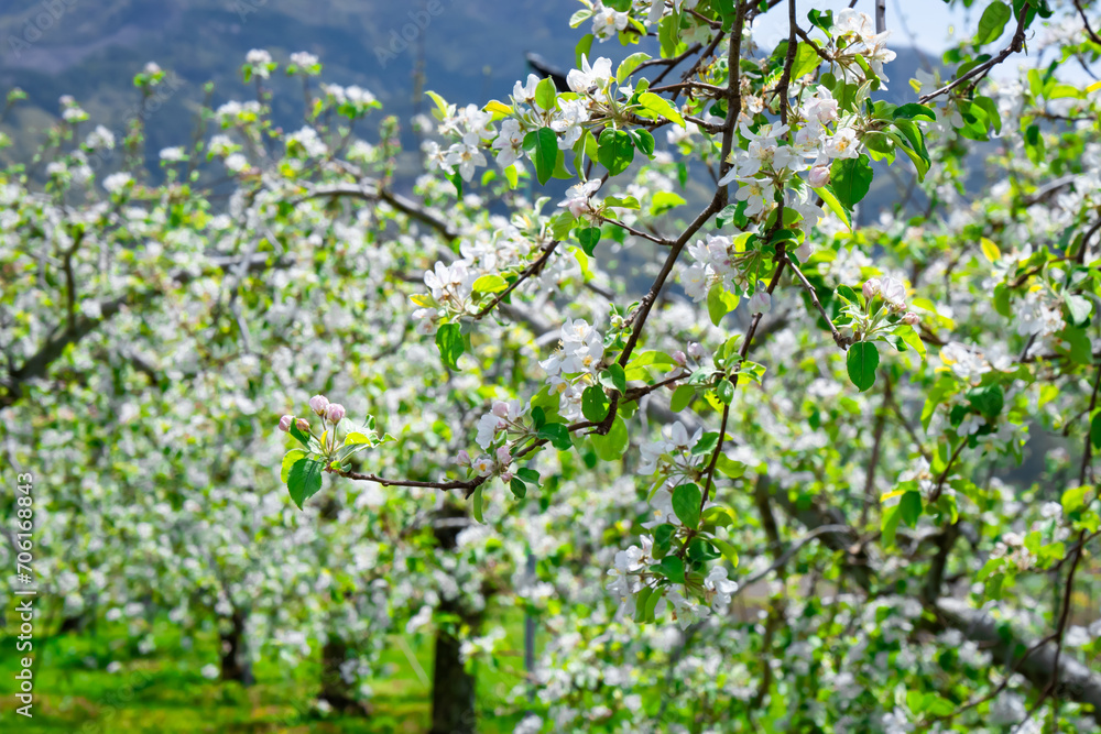 Fototapeta premium 群馬県川場村のりんご畑、満開の白いりんごの花