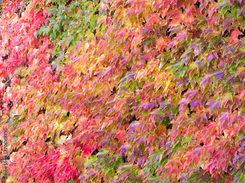 Background of colorful leaves change color in the autumn season.