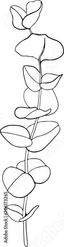 Botanical line art element. Eucalyptus ink graphic. Hand painted outline illustration for greeting card design, holiday decoration, wedding, pack, stationary