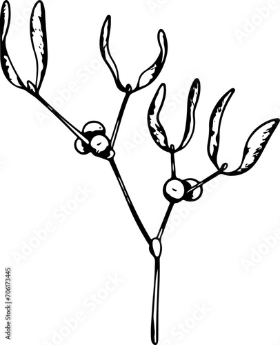 Mistletoe or Viscum branches with leaves and berries. Botanical line art element. Winter plant ink graphic. Hand painted outline illustration for greeting card design, holiday decoration, wedding