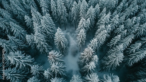 Aerial view of winter forest with snow covered trees. Drone photography.