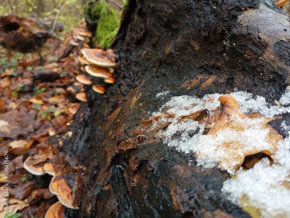 The first snow in the forest on an old stump. Snow on the background of a stump and fallen leaves. Poisonous tree mushrooms in the background. The first snow in the forest on an old stump. Snow on the background of a stump and fallen leaves. Poisonous tree mushrooms in the background.