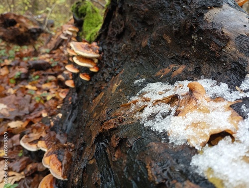 The first snow in the forest on an old stump. Snow on the background of a stump and fallen leaves. Poisonous tree mushrooms in the background.