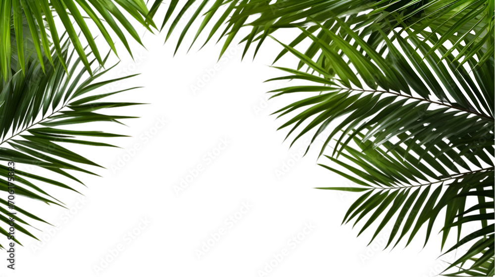 palm tree isolated on white background