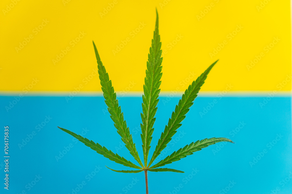 top view green cannabis leaf near flag of Ukraine top view green cannabis leaf near flag of Ukraine