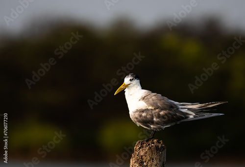 A greater crested tern perched on a stick on the backwaters in south india