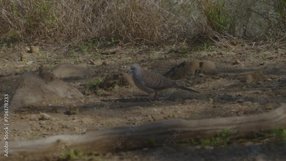 a Zebra Dove blends with his background of browns as he walks through the dirt and root pathway a Zebra Dove blends with his background of browns as he walks through the dirt and root pathway