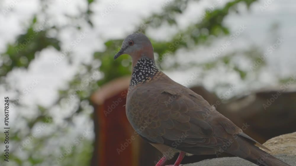 a spotted dove is perched on a large rock along the ocean shore in Diamond Head Hawaii Oahu a spotted dove is perched on a large rock along the ocean shore in Diamond Head Hawaii Oahu
