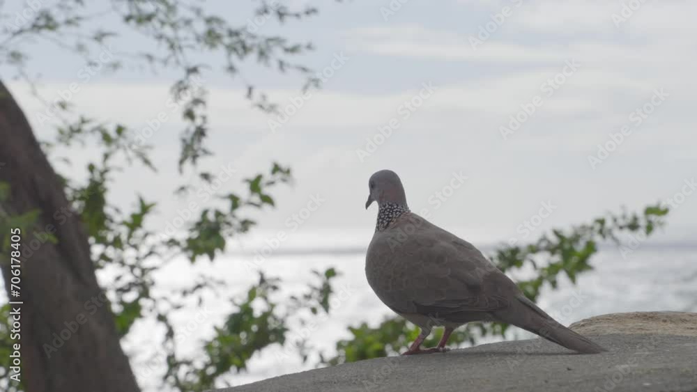 a Spotted dove gazes out to the ocean in Oahu Hawaii near Diamond Head a Spotted dove gazes out to the ocean in Oahu Hawaii near Diamond Head