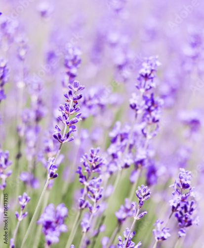 Lavender flowers blooming in the lavender field. Soft focus