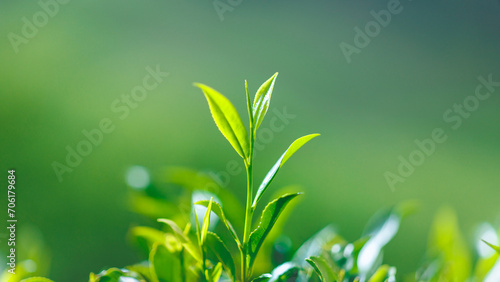 Close-up fresh perfect tea bud and leaves on tea plantation background. High quality banner photo with copy space backdrop for text