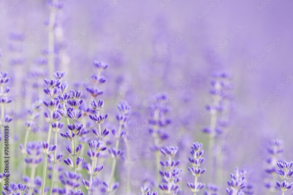 Naklejka premium Lavender flowers blooming in the garden with blurred background.