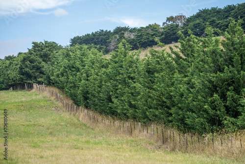 tree hedge of a farm in australia photo