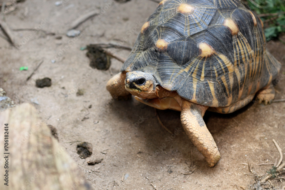 Fototapeta premium Portrait of radiated tortoise,The radiated tortoise eating flower ,Tortoise sunbathe on ground with his protective shell ,cute animal ,Astrochelys radiata ,The radiatedtortoise from Madagascar