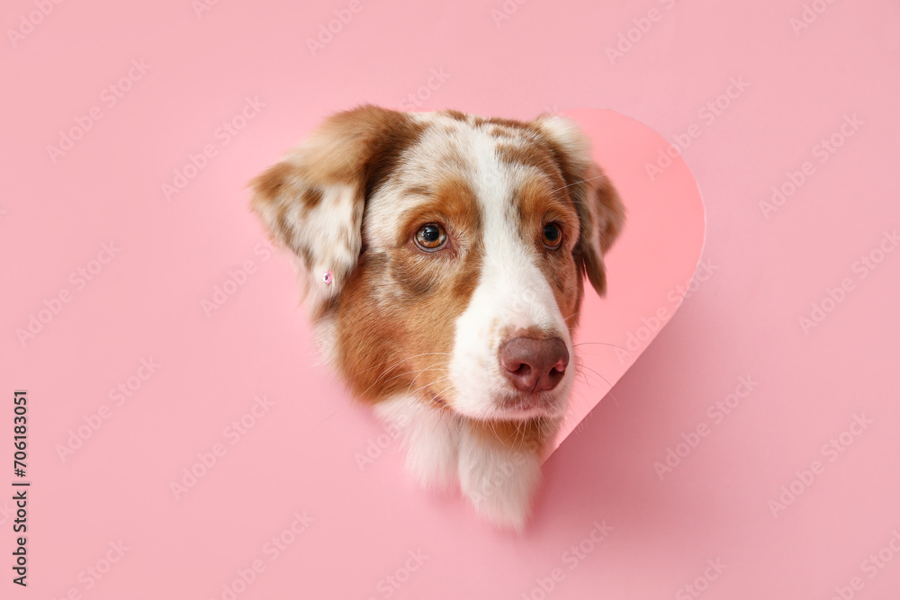 Cute Australian Shepherd dog visible through cut heart on pink background. Valentine's Day celebration