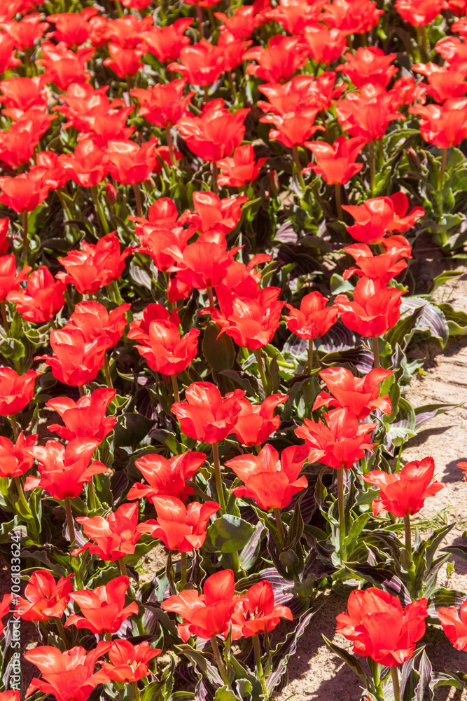 Large flowerbed of red tulips in the park at spring