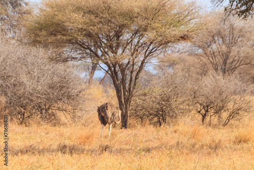 Common ostrich (Struthio camelus) female in Tarangire National Park, Tanzania